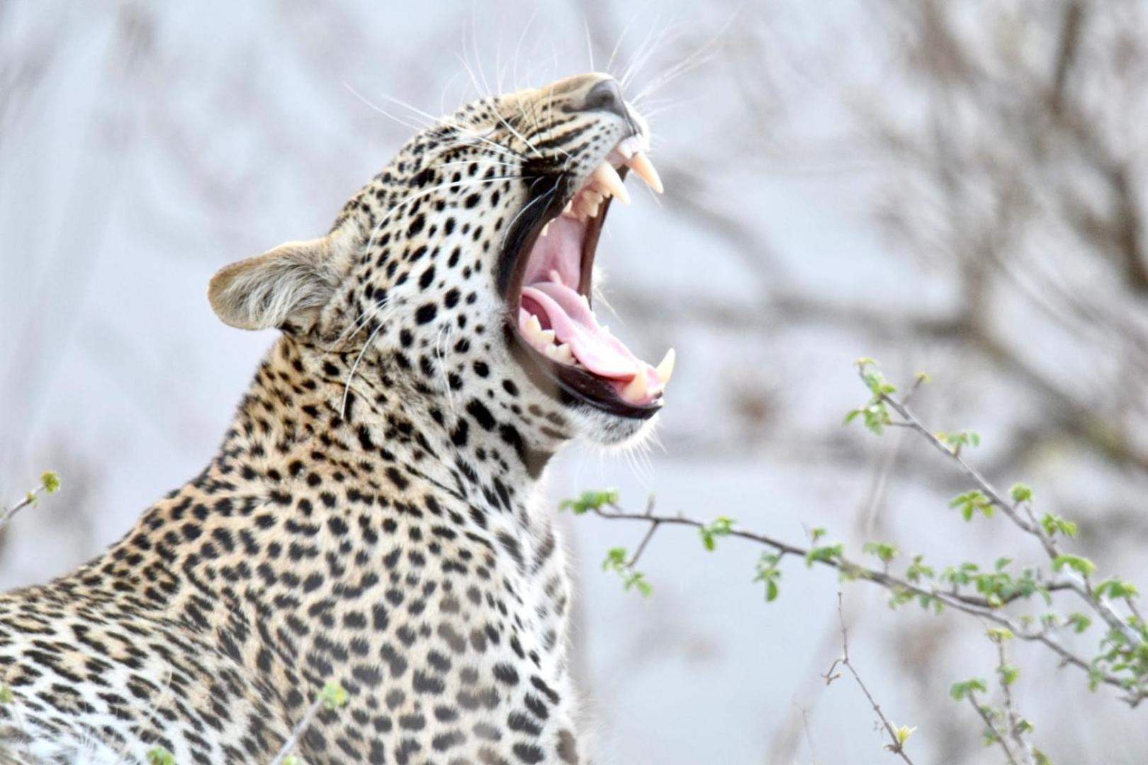 Chobe House Villa And Chalets Kasane Esterno foto